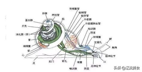 海螺脉|海螺脉的性质